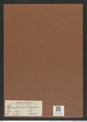 Hemiaulus sibiricus Grun. (de-Toni-Nr.: Genus 117, Species 3374) Zeichnungen Sammlung Grunow Mappe 03580 (Herbarium_W_Grunow_drawings_Folder_03580)